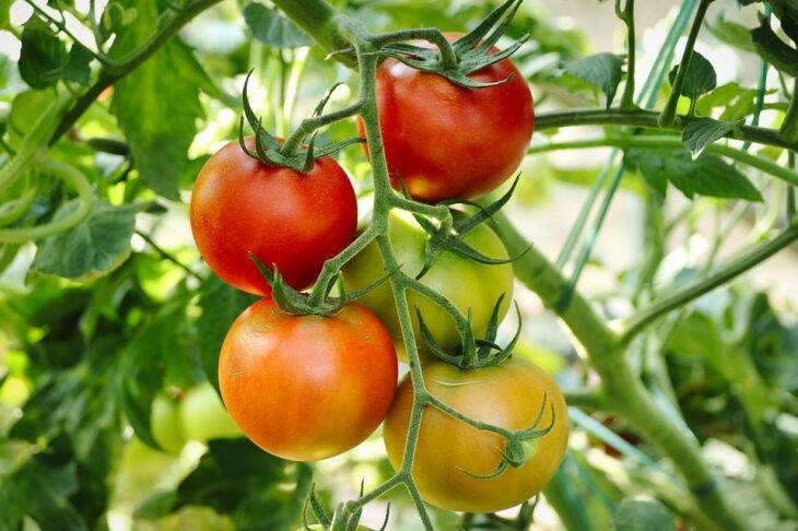 Важнее, чем вы думаете: какое должно быть правильное расстояние между кустами томатов