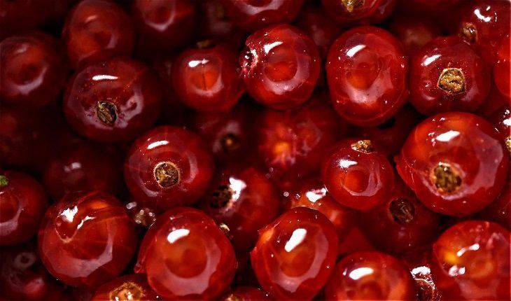 Секретная подкормка для смородины, чтобы ягоды были размером со сливу: дачная хитрость